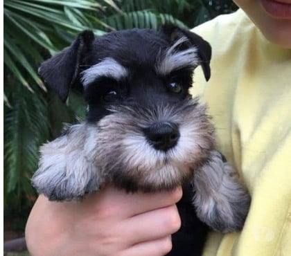Perros en Venta Las Condes Santiago - Fotos de Preciosos Cachorros Schnauzer Miniatura