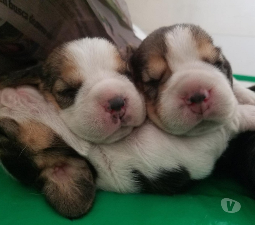 Gatos en Venta Santiago Las Condes - Fotos de Hermosos Cachorros Beagle de 2 Meses