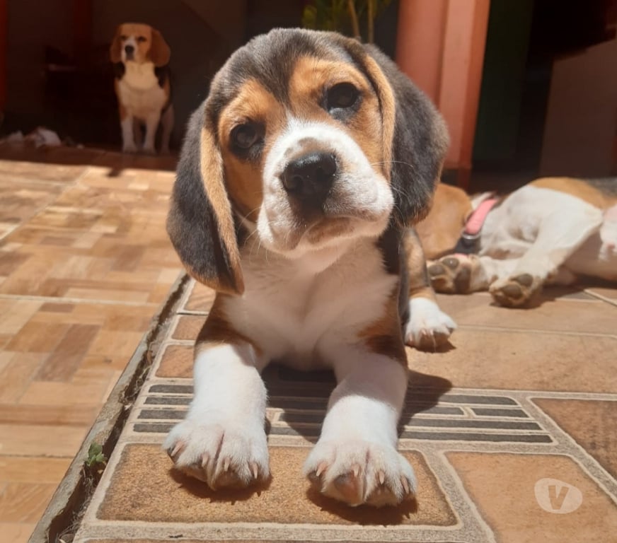 Gatos en Venta Santiago Las Condes - Fotos de Hermosos Cachorros Beagle de 2 Meses