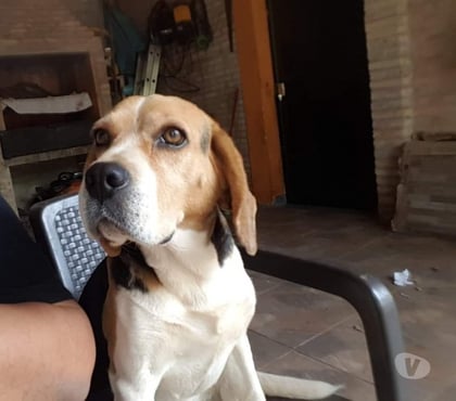 Mascotas en Venta Las Condes Santiago - Fotos de Hermosos Cachorros Beagle de 2 Meses