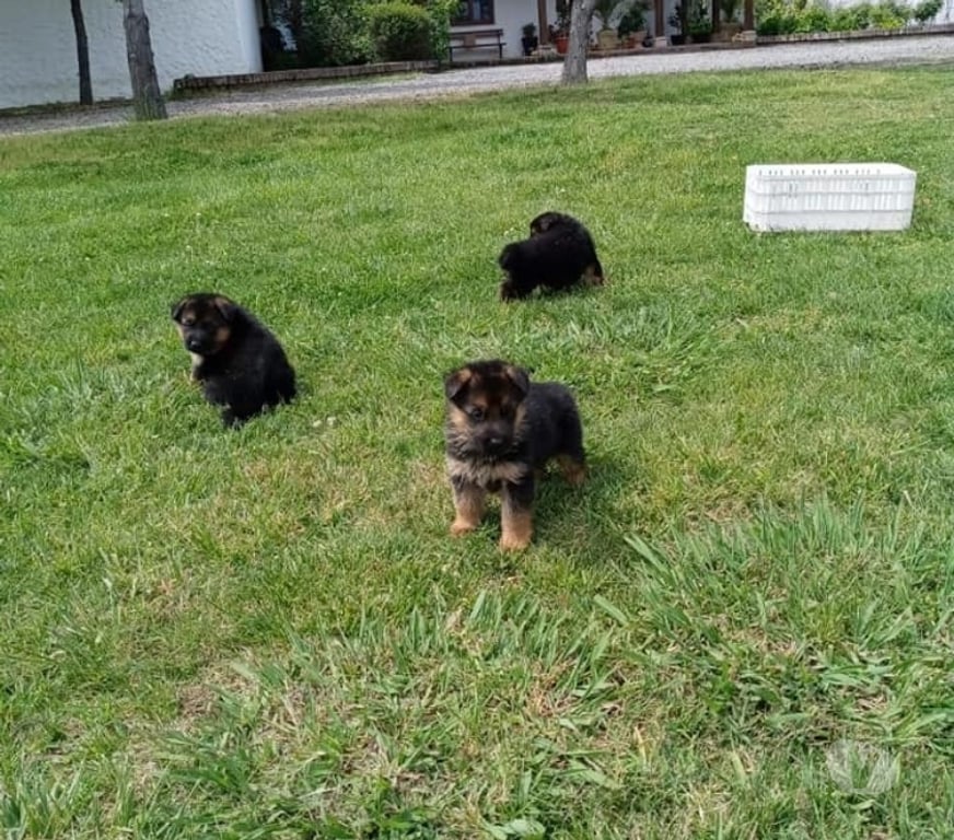 Gatos en Venta Santiago Las Condes - Fotos de Hermosos Cachorros Pastores Alemán de 2 Meses