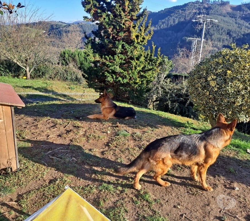 Gatos en Venta Santiago Las Condes - Fotos de Hermosos Cachorros Pastores Alemán de 2 Meses