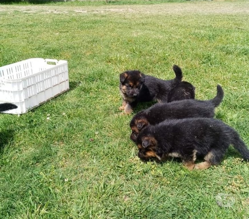 Gatos en Venta Santiago Las Condes - Fotos de Hermosos Cachorros Pastores Alemán de 2 Meses