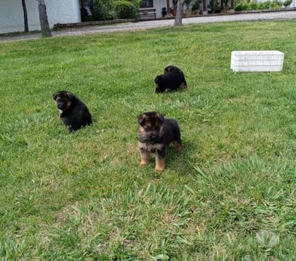 Perros en Venta Las Condes Santiago - Fotos de Hermosos Cachorros Pastores Alemán de 2 Meses