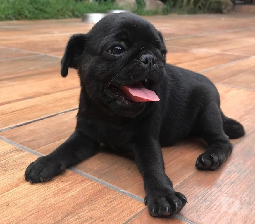Gatos en Venta Santiago Las Condes - Fotos de Preciosos Cachorros PUG de 2 Meses