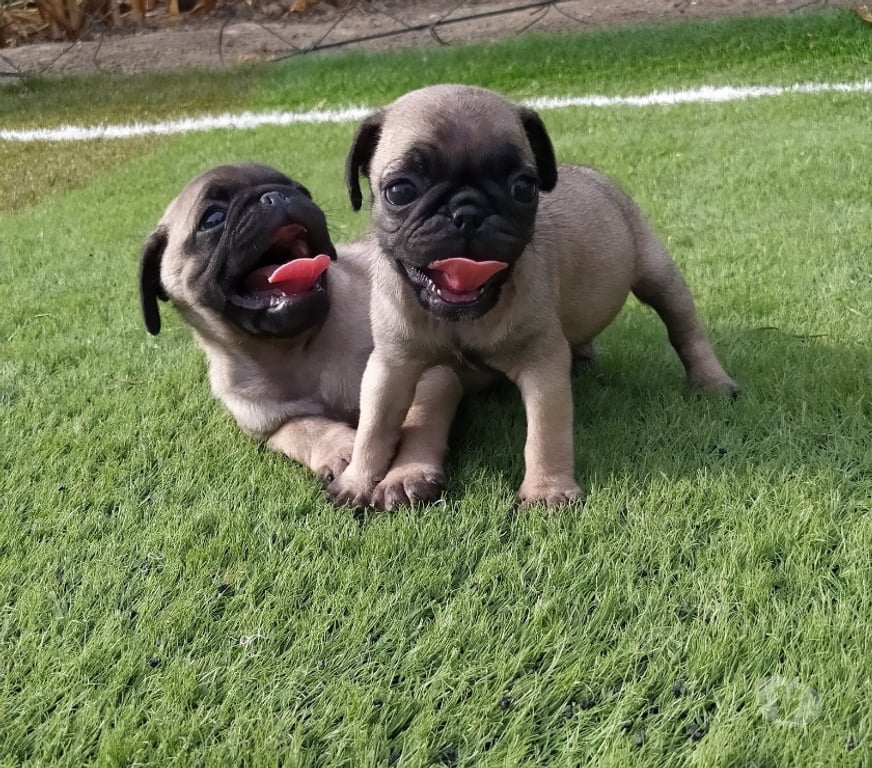 Gatos en Venta Santiago Las Condes - Fotos de Preciosos Cachorros PUG de 2 Meses