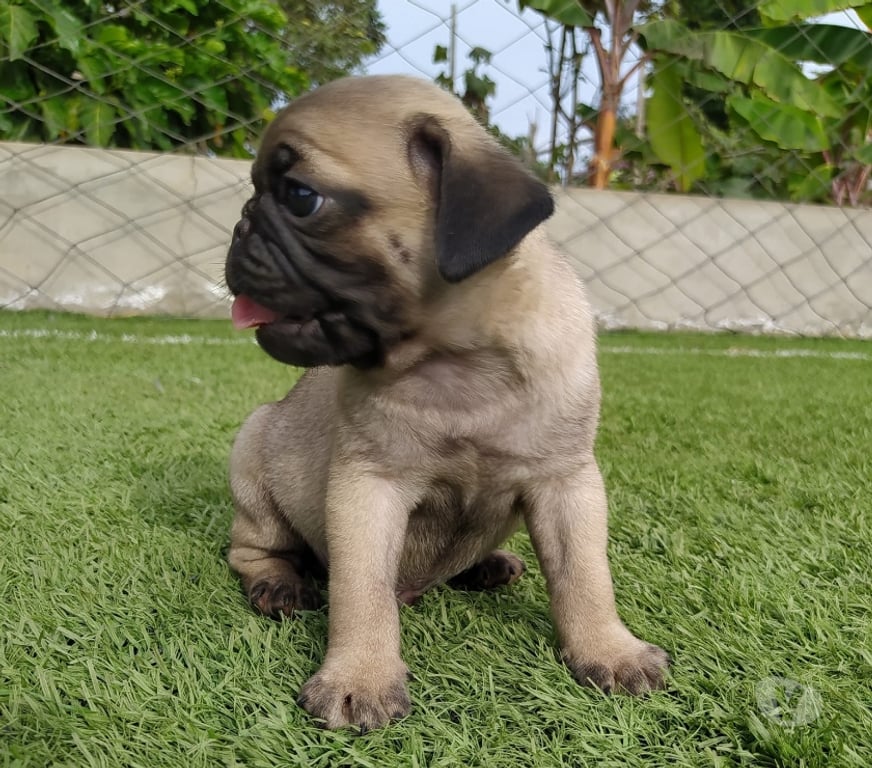 Gatos en Venta Santiago Las Condes - Fotos de Preciosos Cachorros PUG de 2 Meses