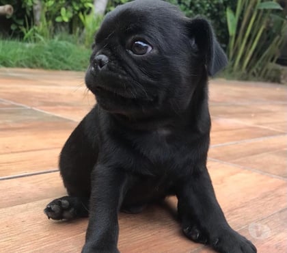 Gatos en Venta Las Condes Santiago - Fotos de Preciosos Cachorros PUG de 2 Meses