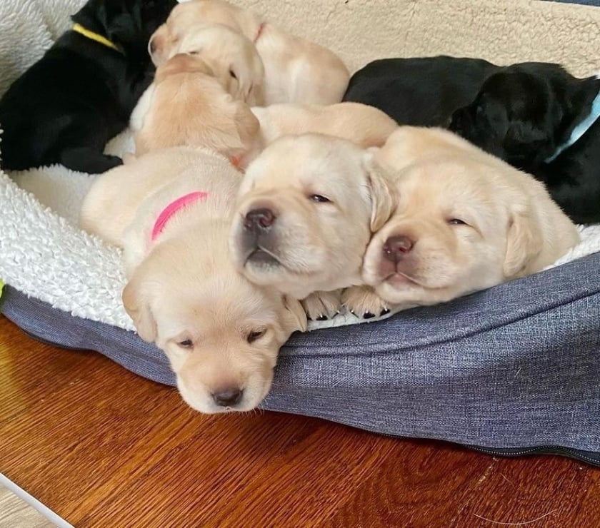 Perros en Venta Las Condes Santiago - Fotos de Hermosos Cachorros Labrador Retriever