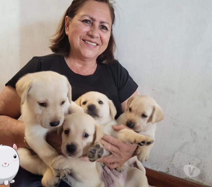 Gatos en Venta Santiago Las Condes - Fotos de Hermosos Cachorros Labrador Retriever