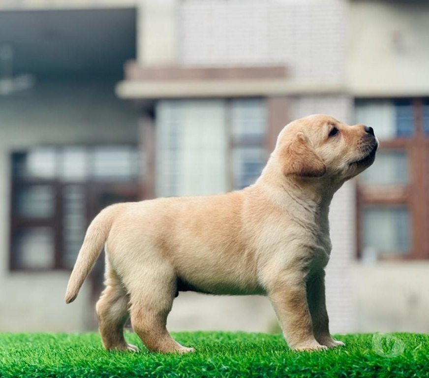 Gatos en Venta Santiago Las Condes - Fotos de Hermosos Cachorros Labrador Retriever