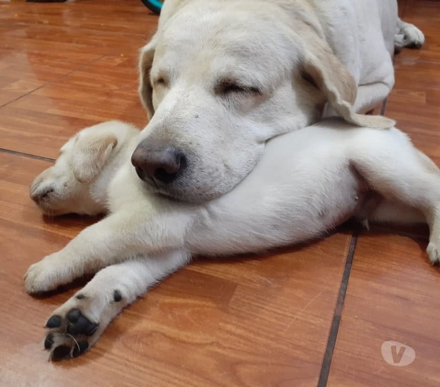 Gatos en Venta Santiago Las Condes - Fotos de Hermosos Cachorros Labrador Retriever
