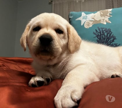 Perros en Venta Las Condes Santiago - Fotos de Hermosos Cachorros Labrador Retriever