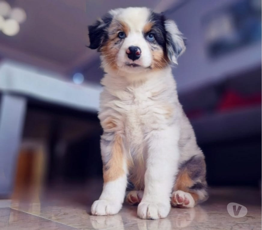 Gatos en Venta Santiago Las Condes - Fotos de Preciosos Cachorros Pastor Australiano de 2 Meses