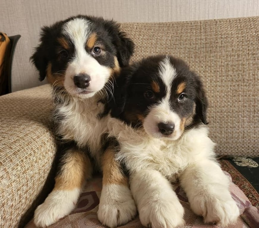 Gatos en Venta Santiago Las Condes - Fotos de Preciosos Cachorros Pastor Australiano de 2 Meses