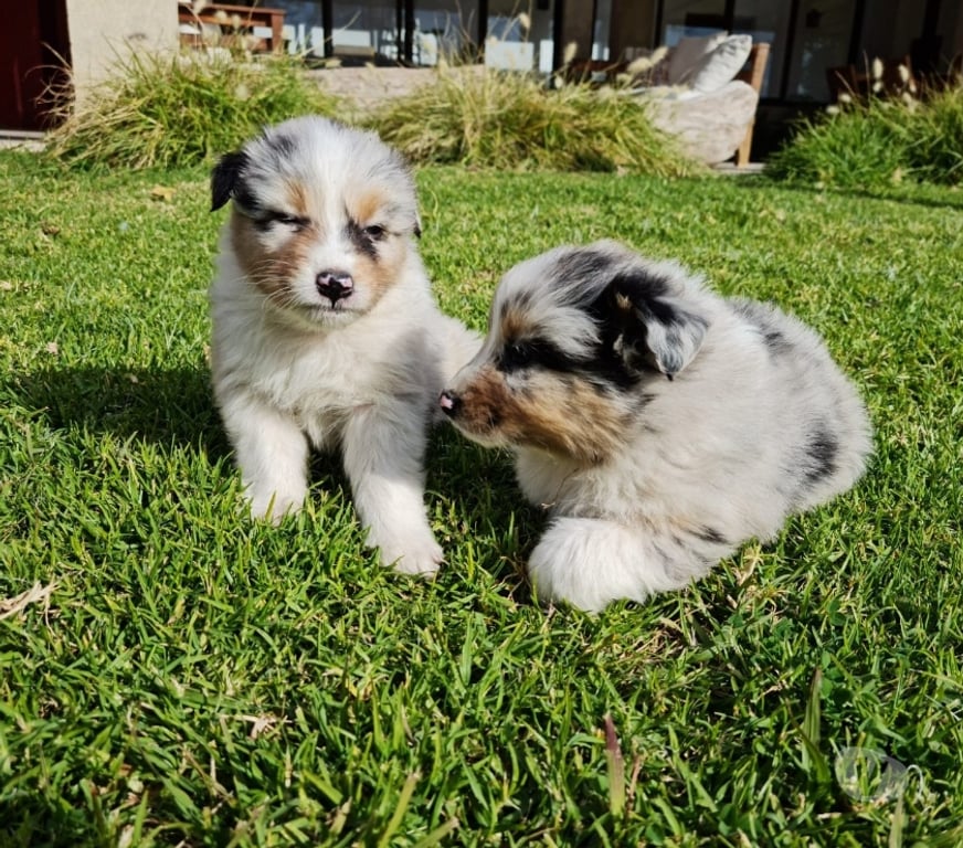 Gatos en Venta Santiago Las Condes - Fotos de Preciosos Cachorros Pastor Australiano de 2 Meses