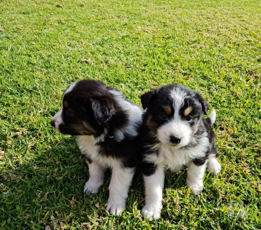 Gatos en Venta Santiago Las Condes - Fotos de Preciosos Cachorros Pastor Australiano de 2 Meses