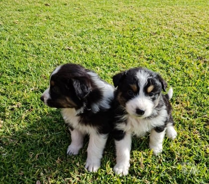 Perros en Venta Las Condes Santiago - Fotos de Preciosos Cachorros Pastor Australiano de 2 Meses
