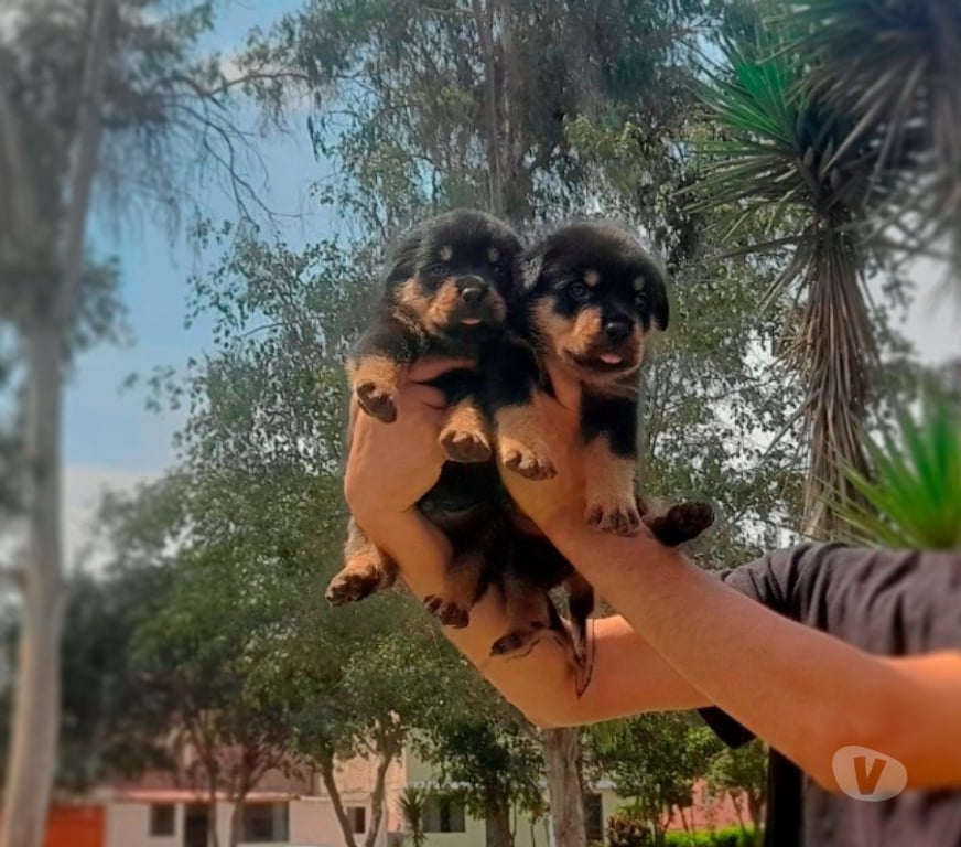 Gatos en Venta Santiago Las Condes - Fotos de Protectores y Hermosos Cachorros Rottweiler
