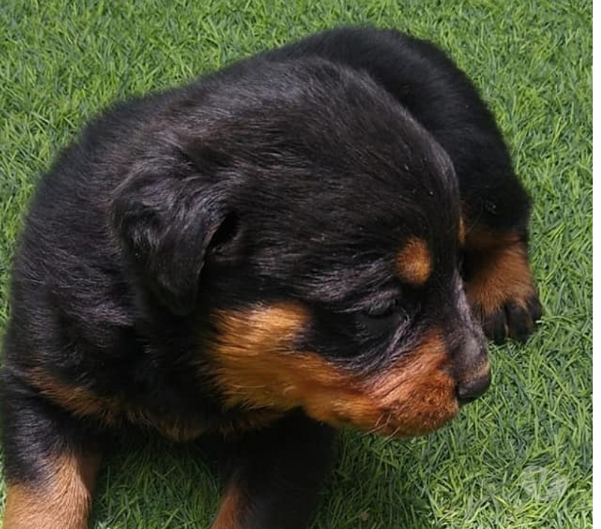 Gatos en Venta Santiago Las Condes - Fotos de Protectores y Hermosos Cachorros Rottweiler