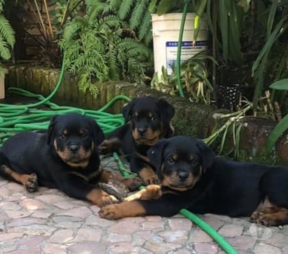 Mascotas en Venta Las Condes Santiago - Fotos de Protectores y Hermosos Cachorros Rottweiler
