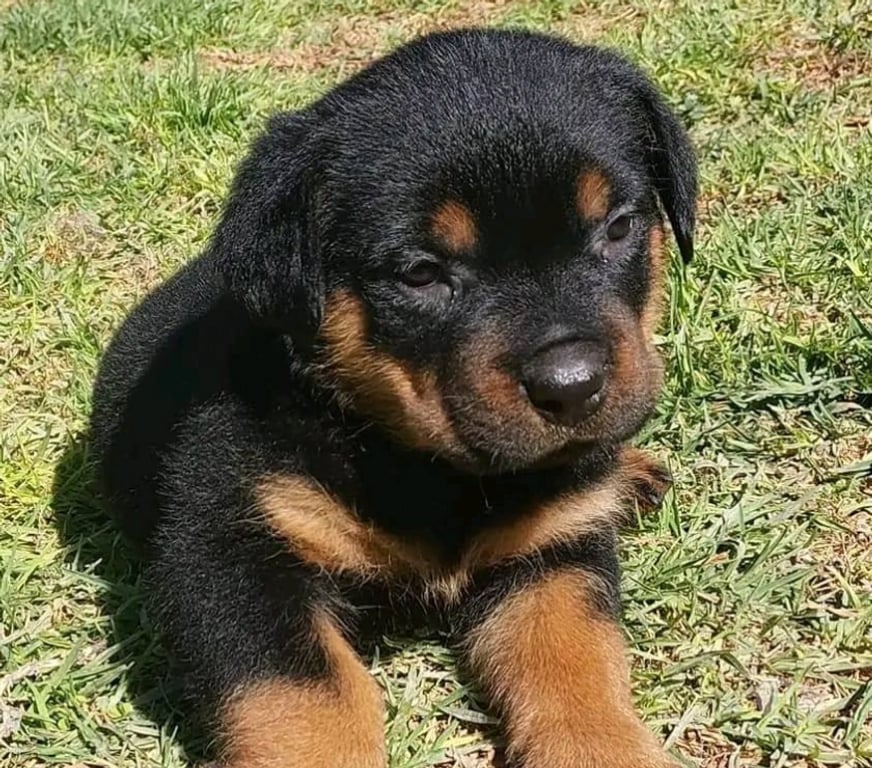 Gatos en Venta Santiago Las Condes - Fotos de Protectores y Hermosos Cachorros Rottweiler