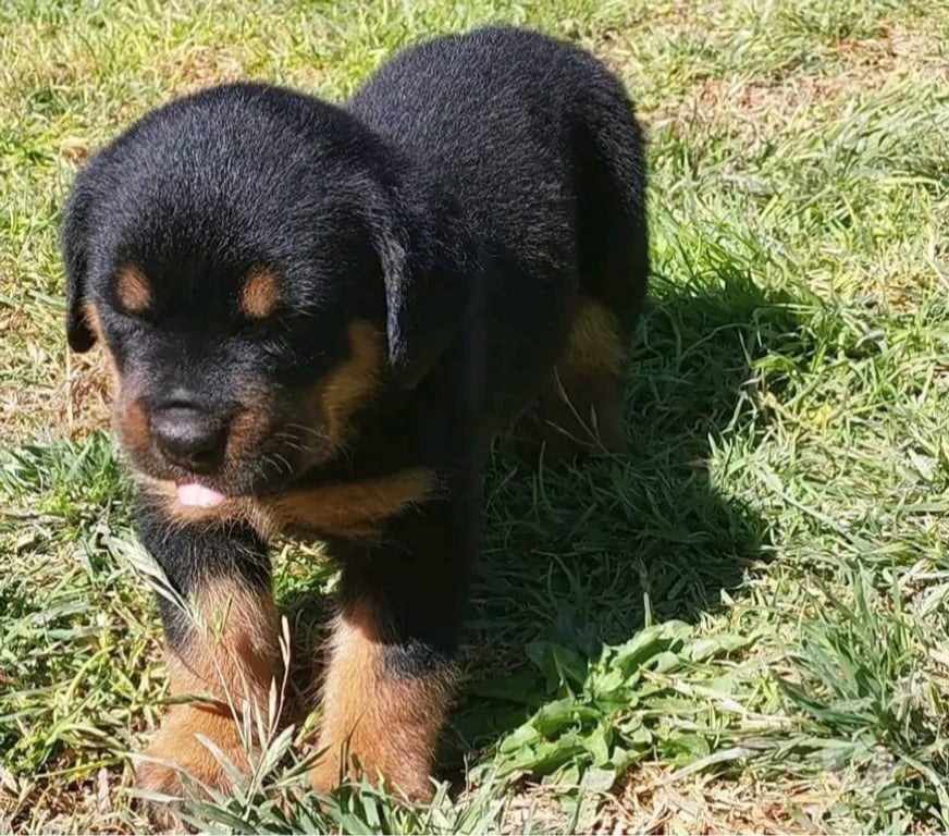 Gatos en Venta Santiago Las Condes - Fotos de Protectores y Hermosos Cachorros Rottweiler