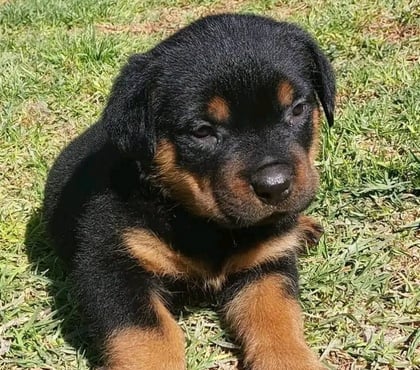 Mascotas en Chile Las Condes Santiago - Fotos de Protectores y Hermosos Cachorros Rottweiler
