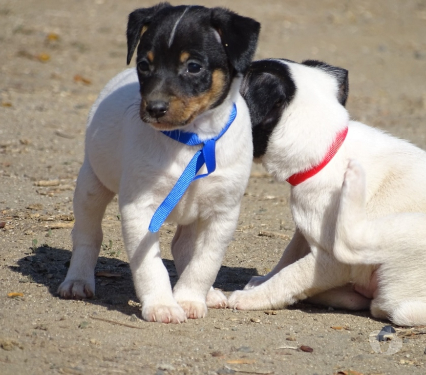 Gatos en Venta Santiago Las Condes - Fotos de Soñados Cachorros Fox Terrier de 2 meses