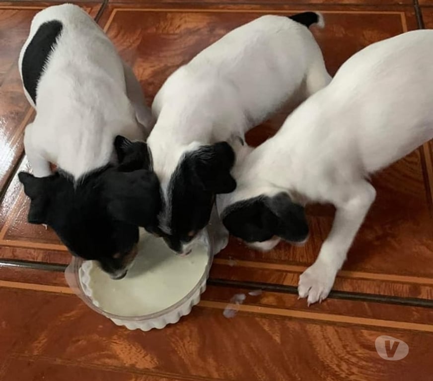 Gatos en Venta Santiago Las Condes - Fotos de Soñados Cachorros Fox Terrier de 2 meses