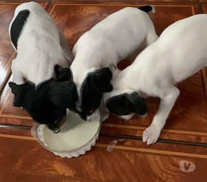 Gatos en Venta Las Condes Santiago - Fotos de Soñados Cachorros Fox Terrier de 2 meses