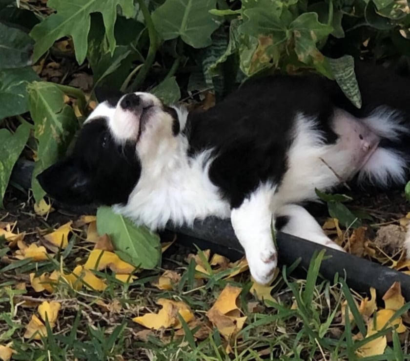 Mascotas en Chile Las Condes Santiago - Fotos de Soñados Cachorros Border Collie Hermosos!