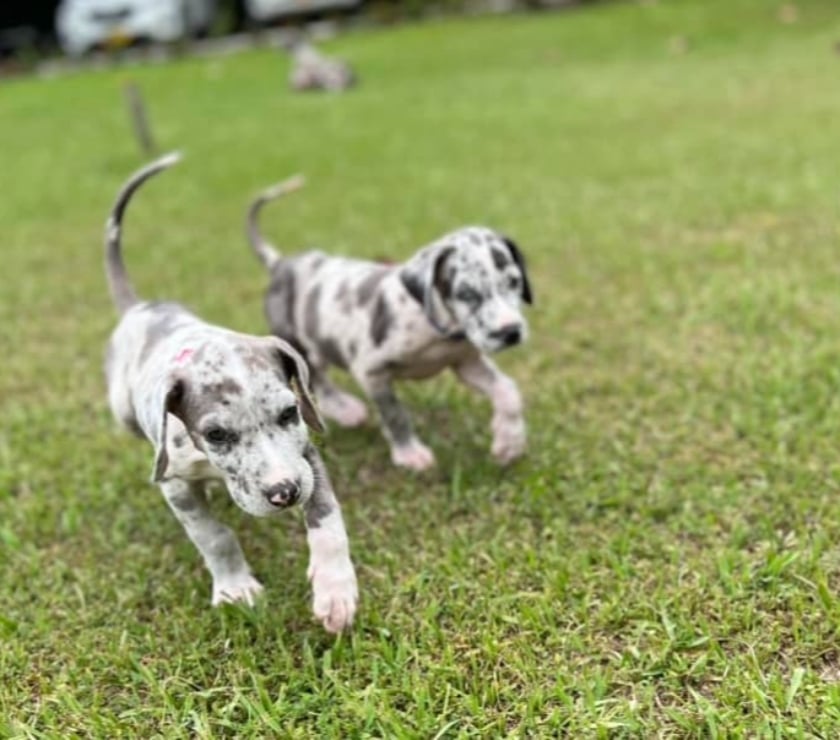 Gatos en Venta Las Condes Santiago - Fotos de Preciosos Cachorros Gran Danés Hermosa Linea