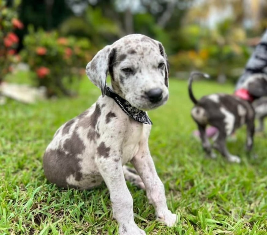 Gatos en Venta Santiago Las Condes - Fotos de Preciosos Cachorros Gran Danés Hermosa Linea