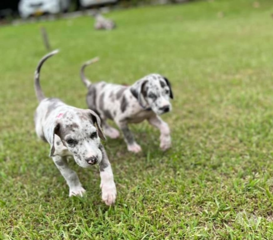 Gatos en Venta Santiago Las Condes - Fotos de Preciosos Cachorros Gran Danés Hermosa Linea