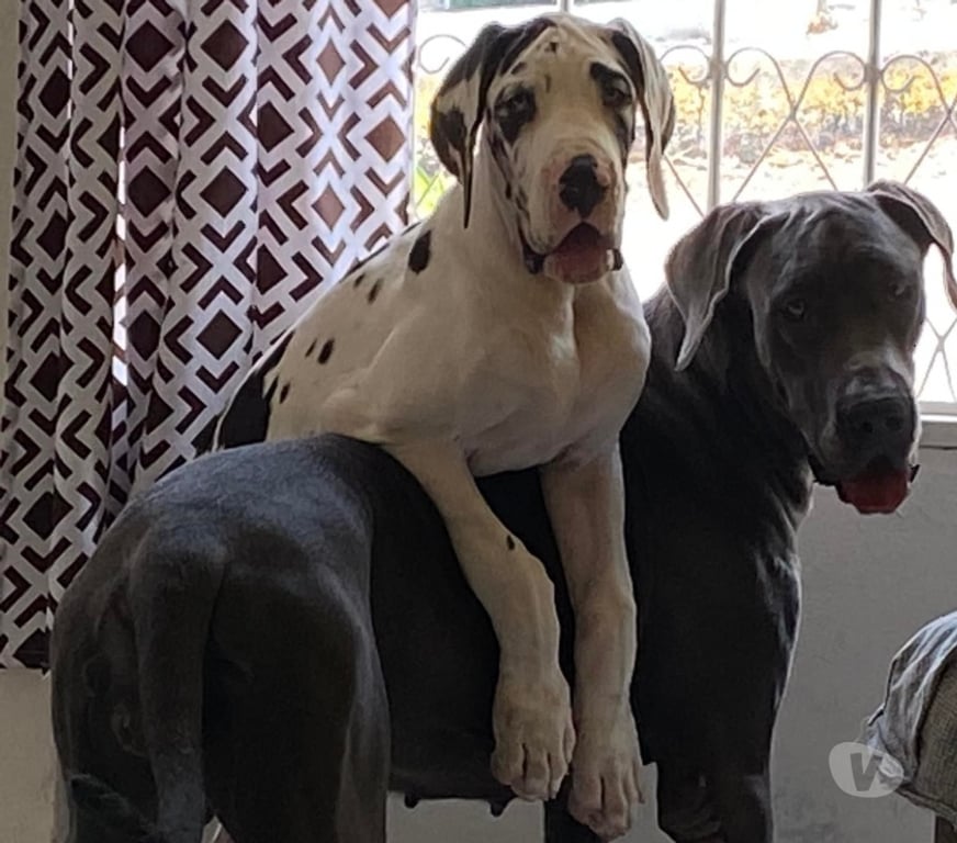 Gatos en Venta Santiago Las Condes - Fotos de Preciosos Cachorros Gran Danés Hermosa Linea