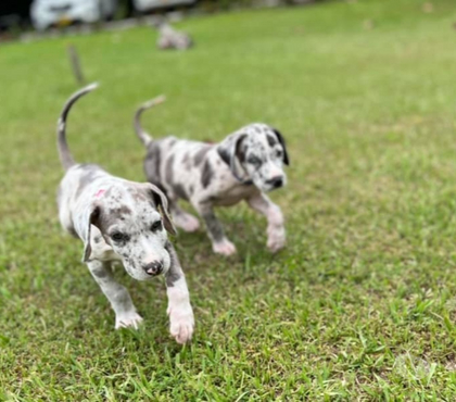 Gatos en Venta Las Condes Santiago - Fotos de Preciosos Cachorros Gran Danés Hermosa Linea