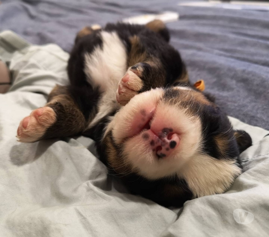 Gatos en Venta Santiago Las Condes - Fotos de Hermosos Cachorros Boyero de Berna de 2 Meses