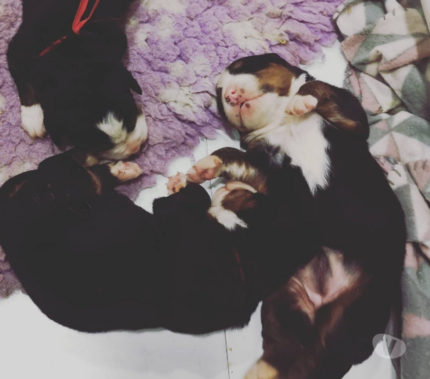 Gatos en Venta Santiago Las Condes - Fotos de Hermosos Cachorros Boyero de Berna de 2 Meses
