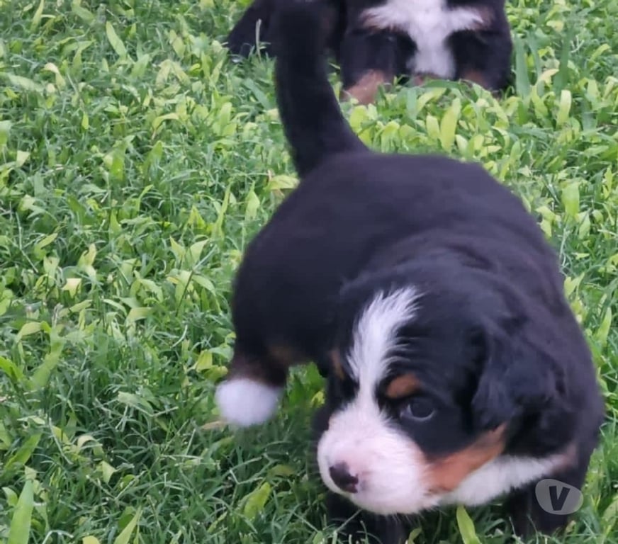 Gatos en Venta Santiago Las Condes - Fotos de Hermosos Cachorros Boyero de Berna de 2 Meses