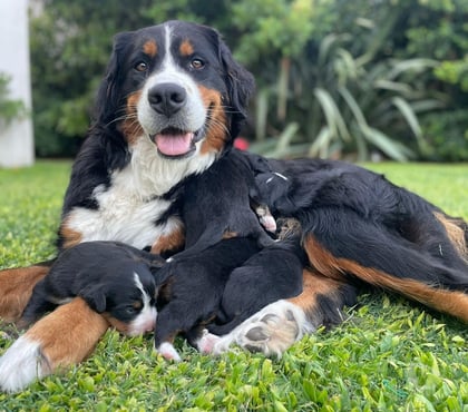 Mascotas en Venta Las Condes Santiago - Fotos de Hermosos Cachorros Boyero de Berna de 2 Meses
