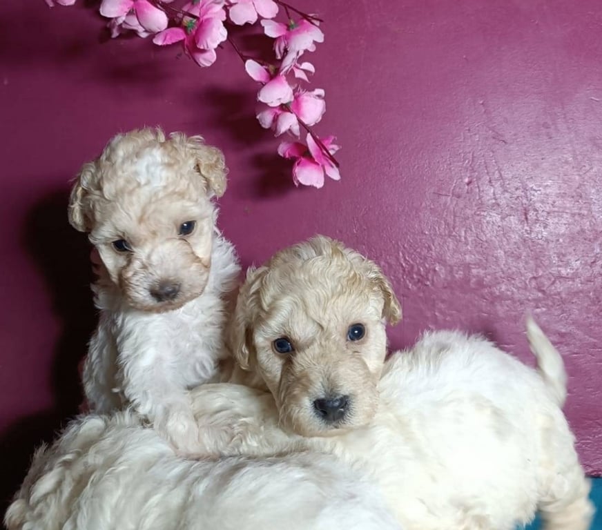 Gatos en Venta Santiago Las Condes - Fotos de Hermosos Cachorros Poodle Toy