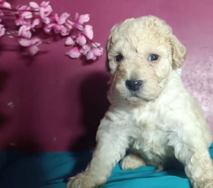 Perros en Venta Las Condes Santiago - Fotos de Hermosos Cachorros Poodle Toy