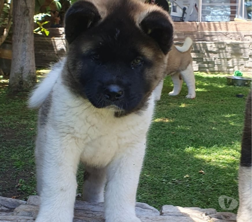 Gatos en Venta Santiago Las Condes - Fotos de Hermosos Cachorros Akita Americano
