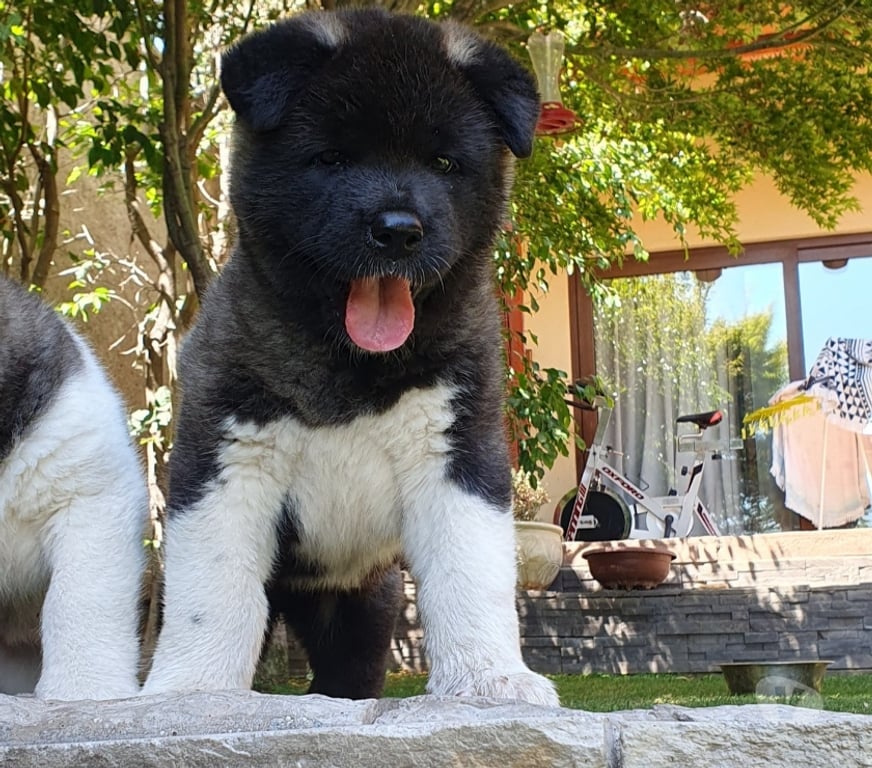 Gatos en Venta Santiago Las Condes - Fotos de Hermosos Cachorros Akita Americano