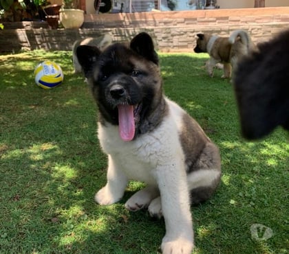 Perros en Venta Las Condes Santiago - Fotos de Hermosos Cachorros Akita Americano