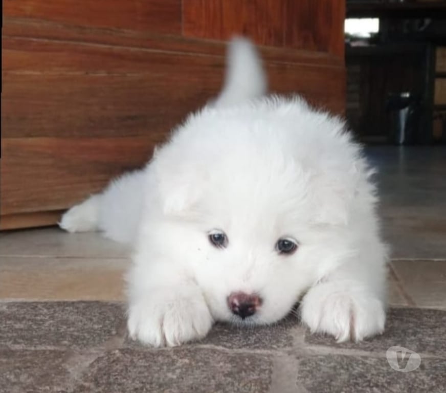 Gatos en Venta Santiago Las Condes - Fotos de Preciosos Cachorritos Samoyedo de 2 Meses