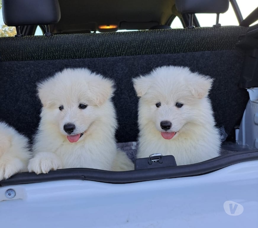 Gatos en Venta Santiago Las Condes - Fotos de Preciosos Cachorritos Samoyedo de 2 Meses