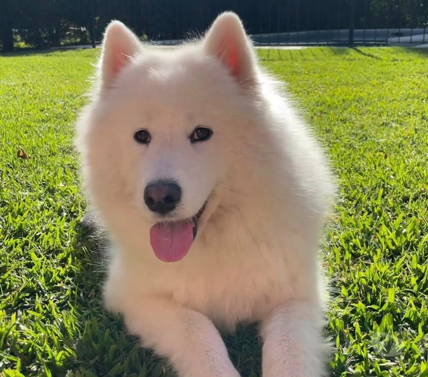Gatos en Venta Santiago Las Condes - Fotos de Preciosos Cachorritos Samoyedo de 2 Meses