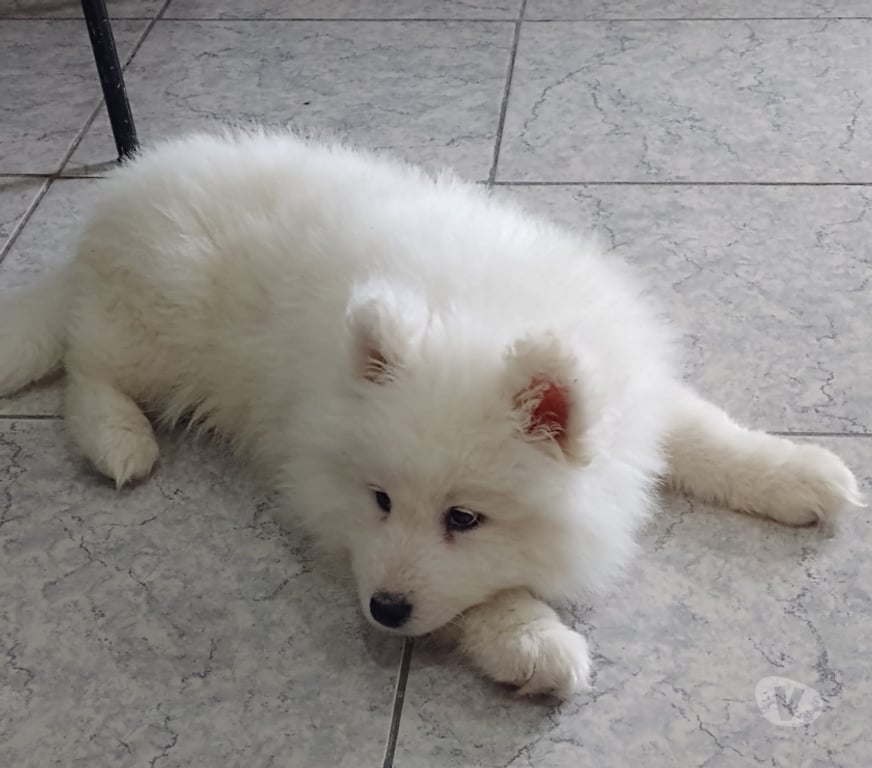 Gatos en Venta Santiago Las Condes - Fotos de Preciosos Cachorritos Samoyedo de 2 Meses